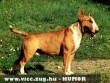 Bullterrier