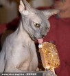 Jégkrémes szfinx macsek