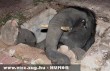 Szegény elefánt