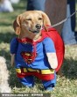 Superman dog