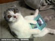 Laptop cat facebook -ozik