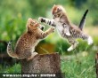 Karate cicák