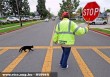 Stop fekete macska az úton