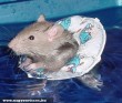 Úszólecke egereknek
