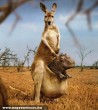 Vizilóbébi a kengurúnak