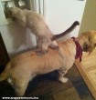 Kutya-macska együttmûködés
