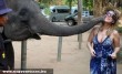 Elefánt puszi