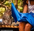 Kíváncsi majom