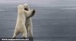 Táncoló jegesmedvék