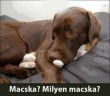 Milyen macska?