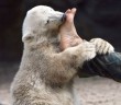 Szelíd-talpnyaló jegesmedve