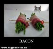 Cat & Bacon