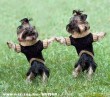 táncoló kutyusok